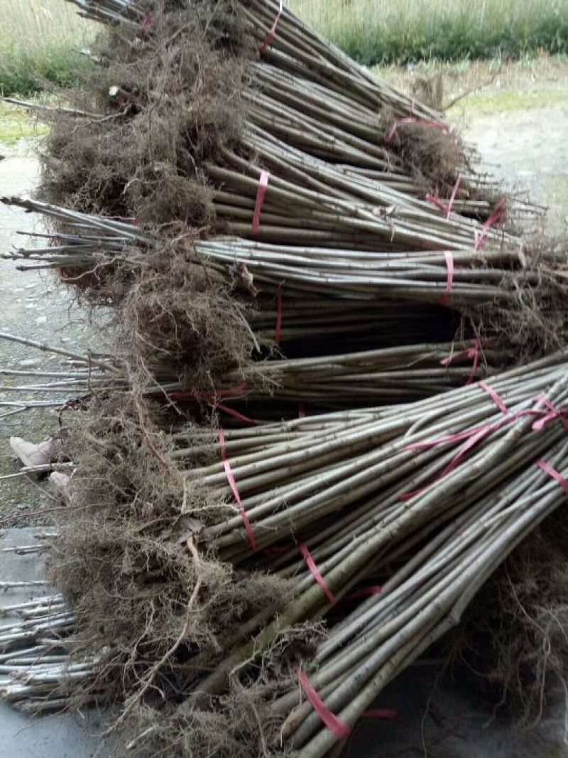 七叶树50~100cm50~100cm