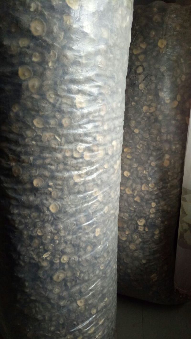 鲜香菇干货4~4.5cm开伞10%