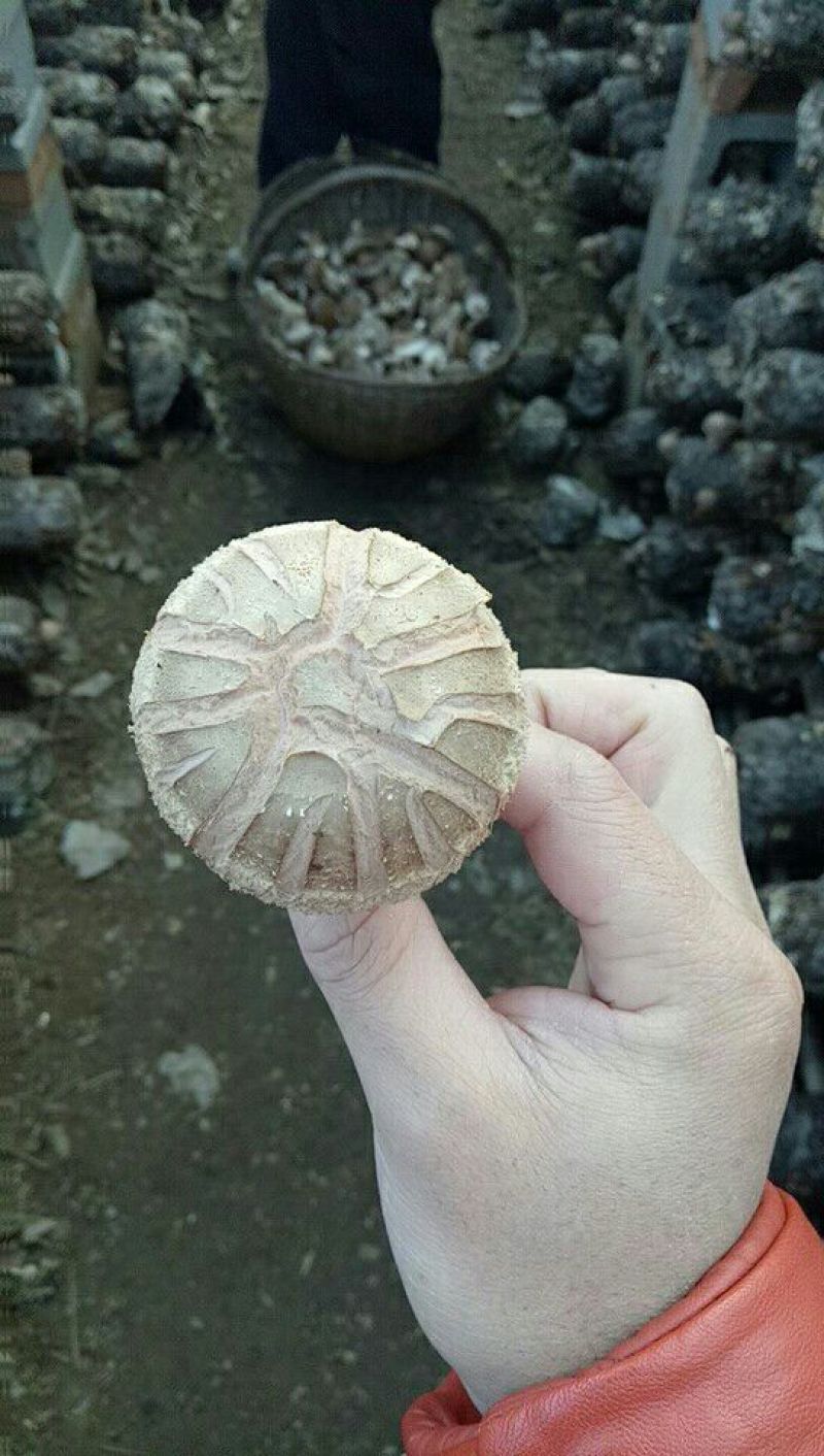 鲜香菇干货4~4.5cm开伞10%