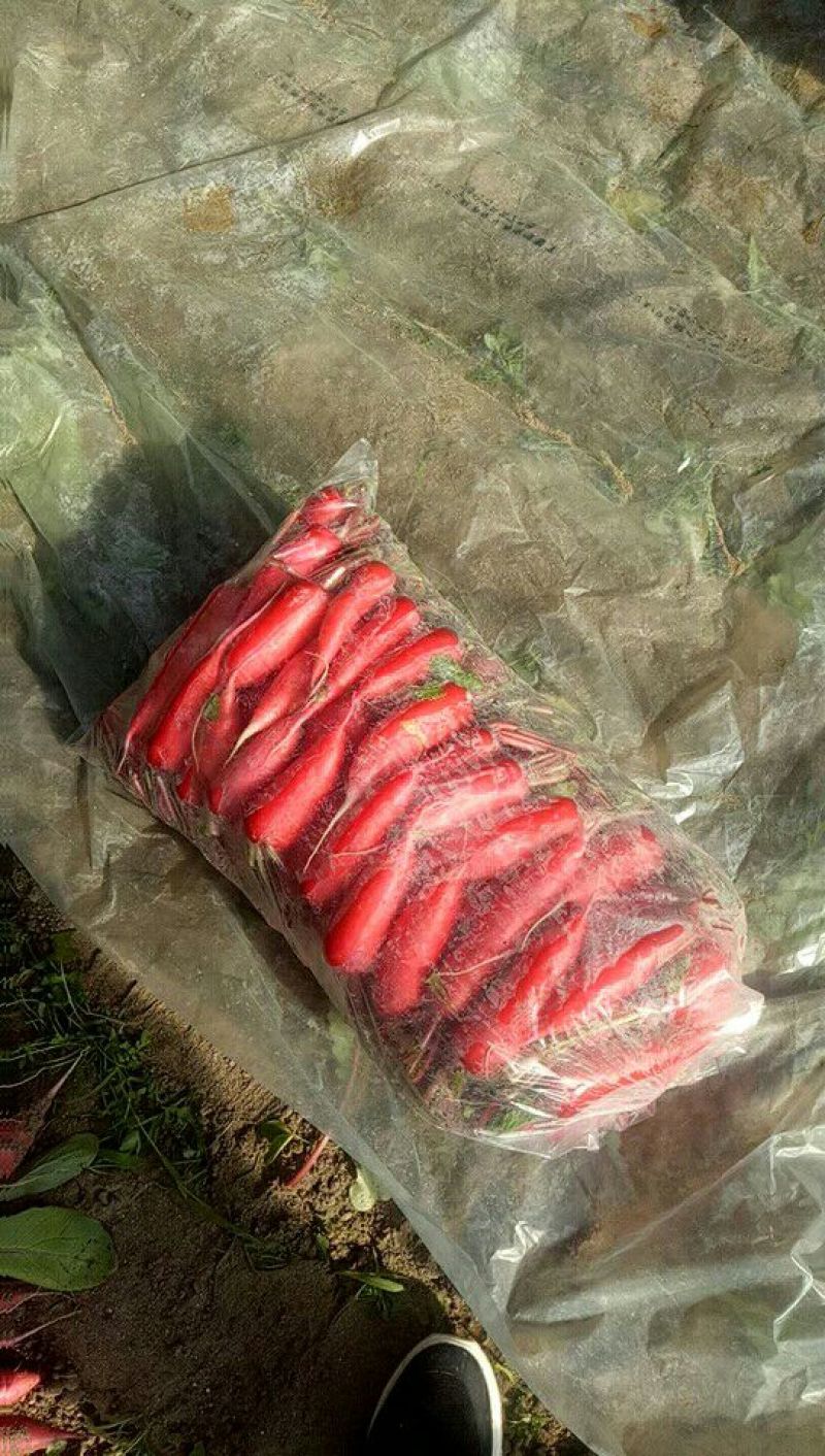【推荐】山东省临沂市红皮萝卜产地直供，量大从优