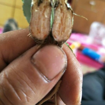 关苍术种苗北苍术种苗品种纯正药典品种