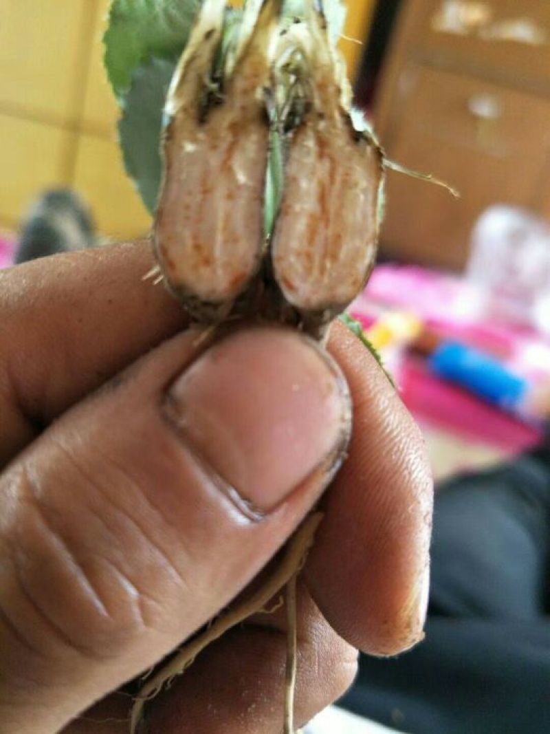 关苍术种苗北苍术种苗品种纯正药典品种