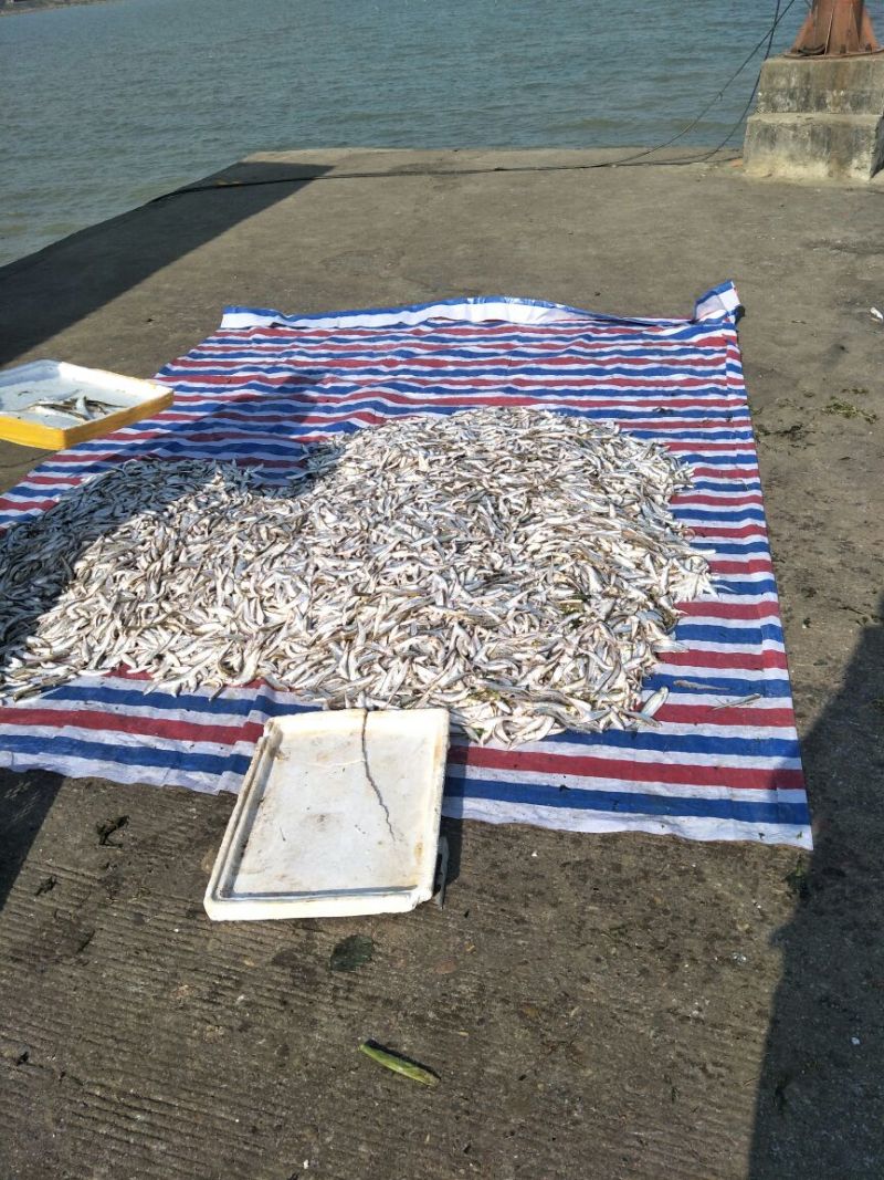 毛刀鱼食用冰鲜鱼