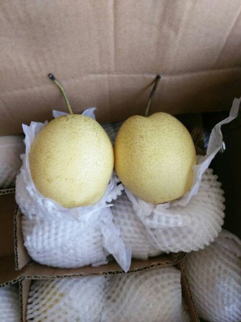 皇冠梨