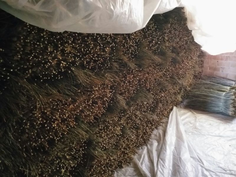 棕榈树80~100cm