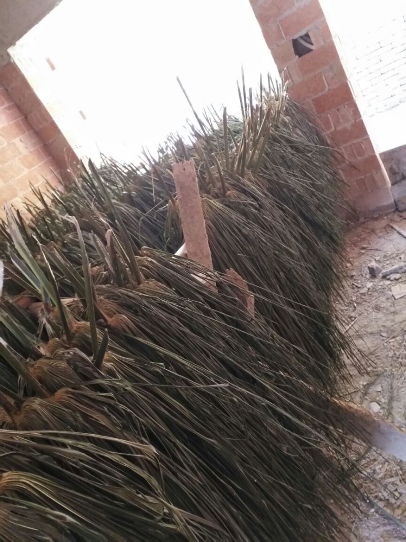 棕榈树80~100cm