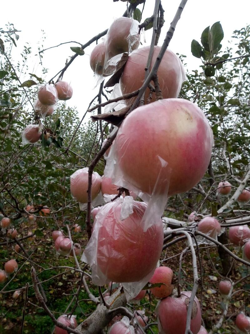 红富士苹果80mm以上膜袋