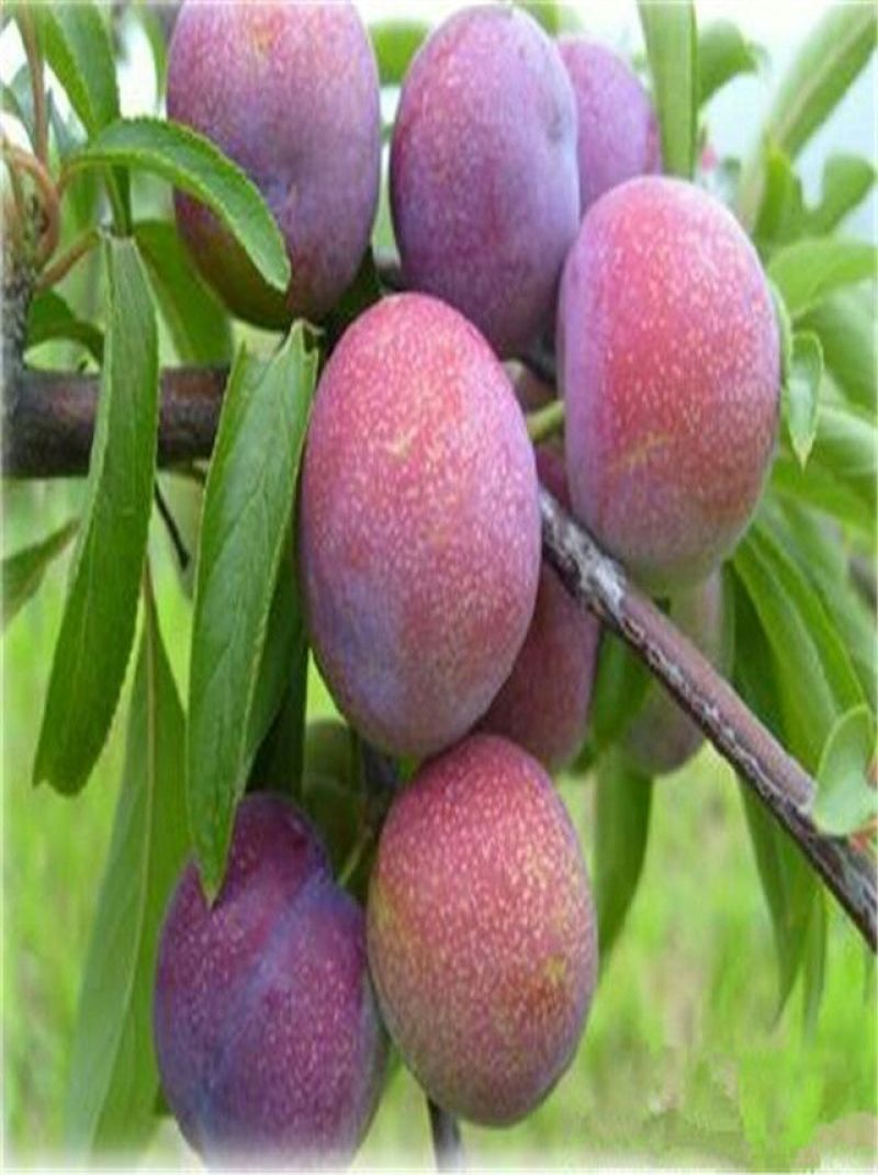 李子树苗秋姬恐龙蛋40~100cm