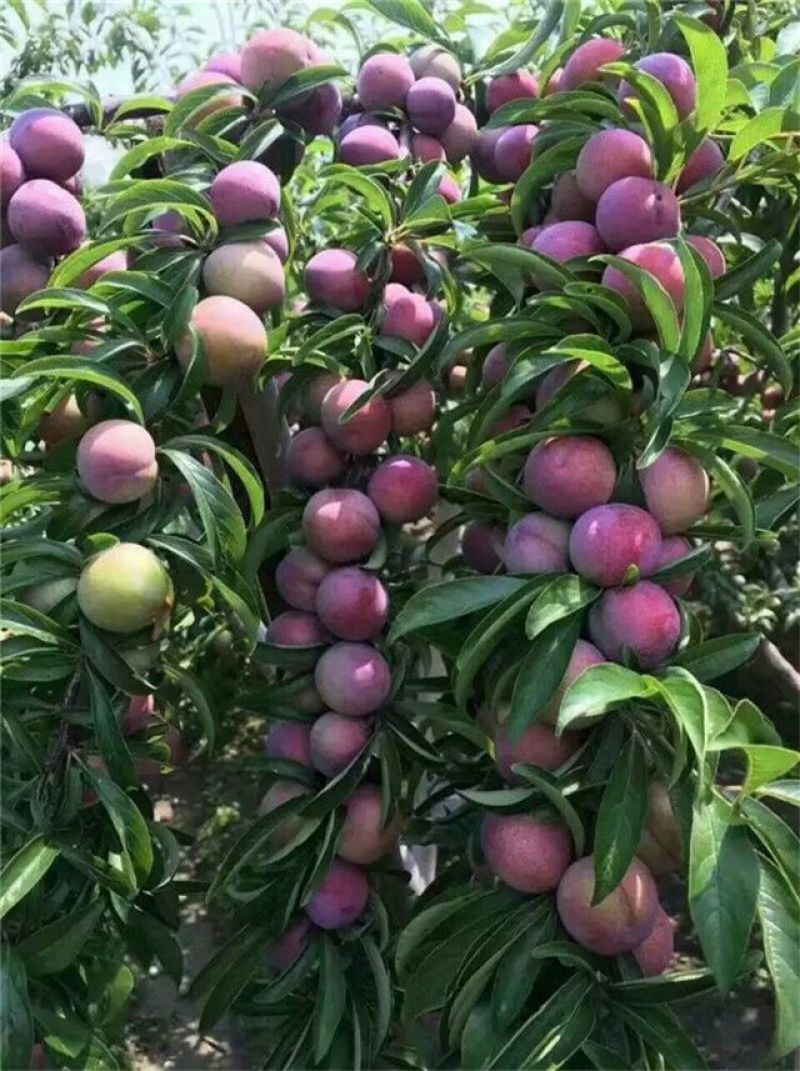 李子树苗秋姬恐龙蛋40~100cm