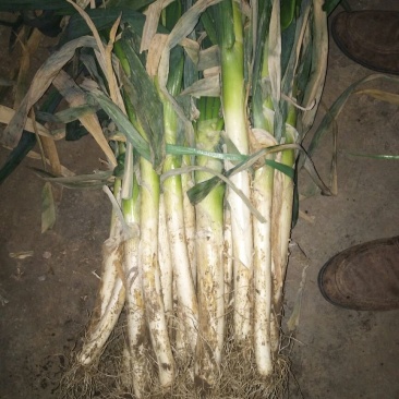 铁杆大葱30~40cm毛葱2cm左右