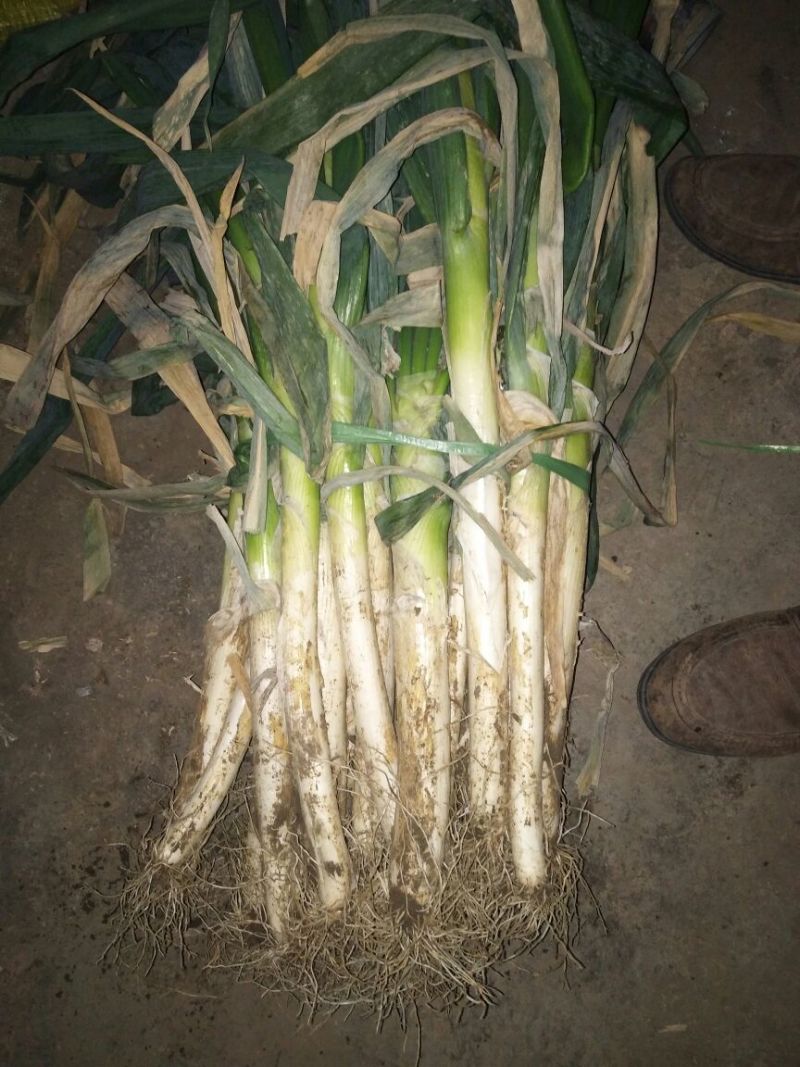 铁杆大葱30~40cm毛葱2cm左右