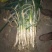 铁杆大葱30~40cm毛葱2cm左右