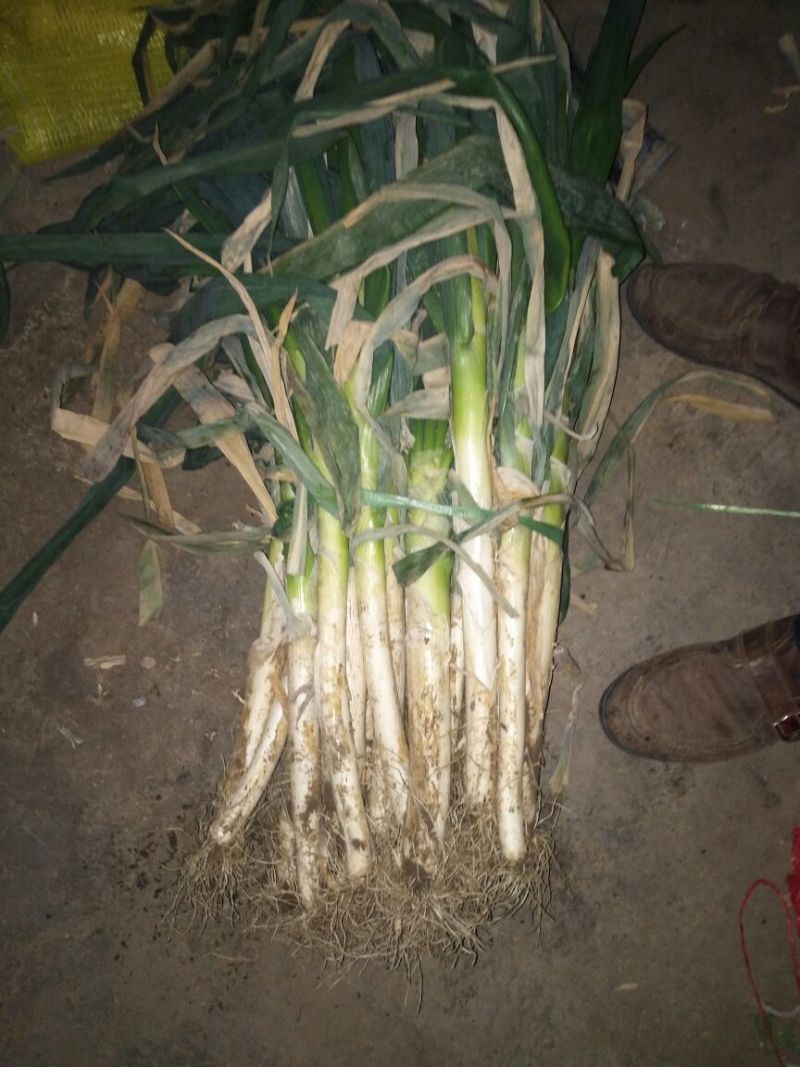 铁杆大葱30~40cm毛葱2cm左右