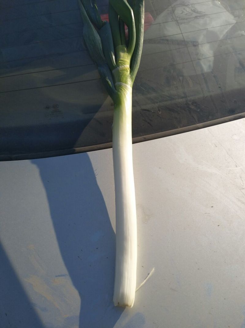 铁杆大葱30~40cm毛葱2cm左右