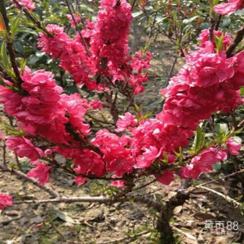 桃树盆景20~30cm