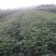 花椒苗0.5~1年基地直销当天起苗当天发货