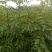 花椒苗0.5~1年基地直销当天起苗当天发货