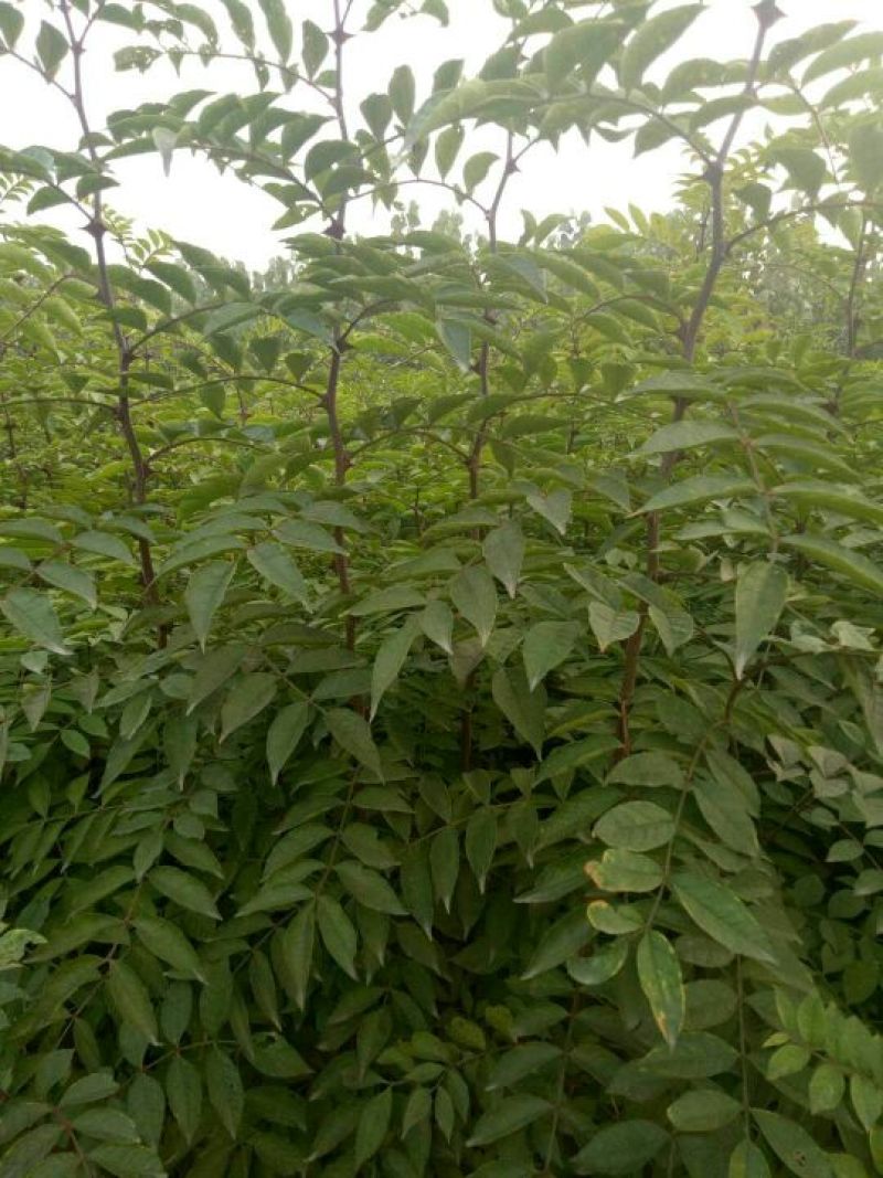 花椒苗0.5~1年基地直销当天起苗当天发货
