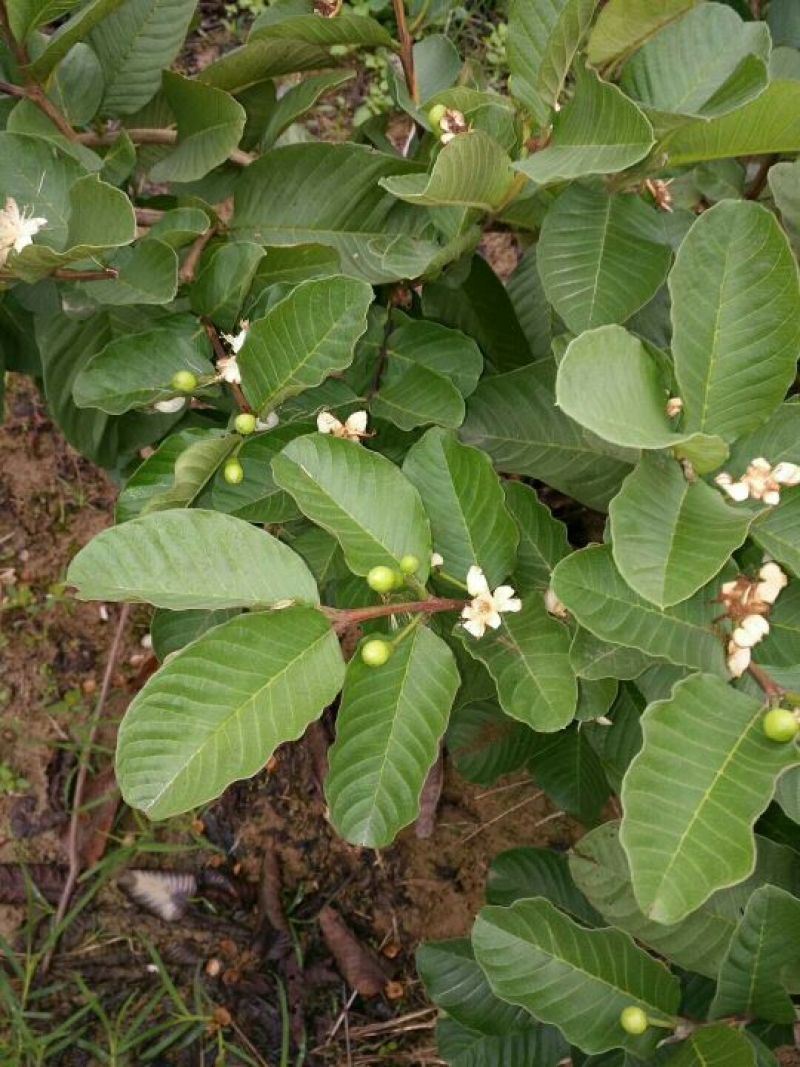 番石榴苗30~50cm