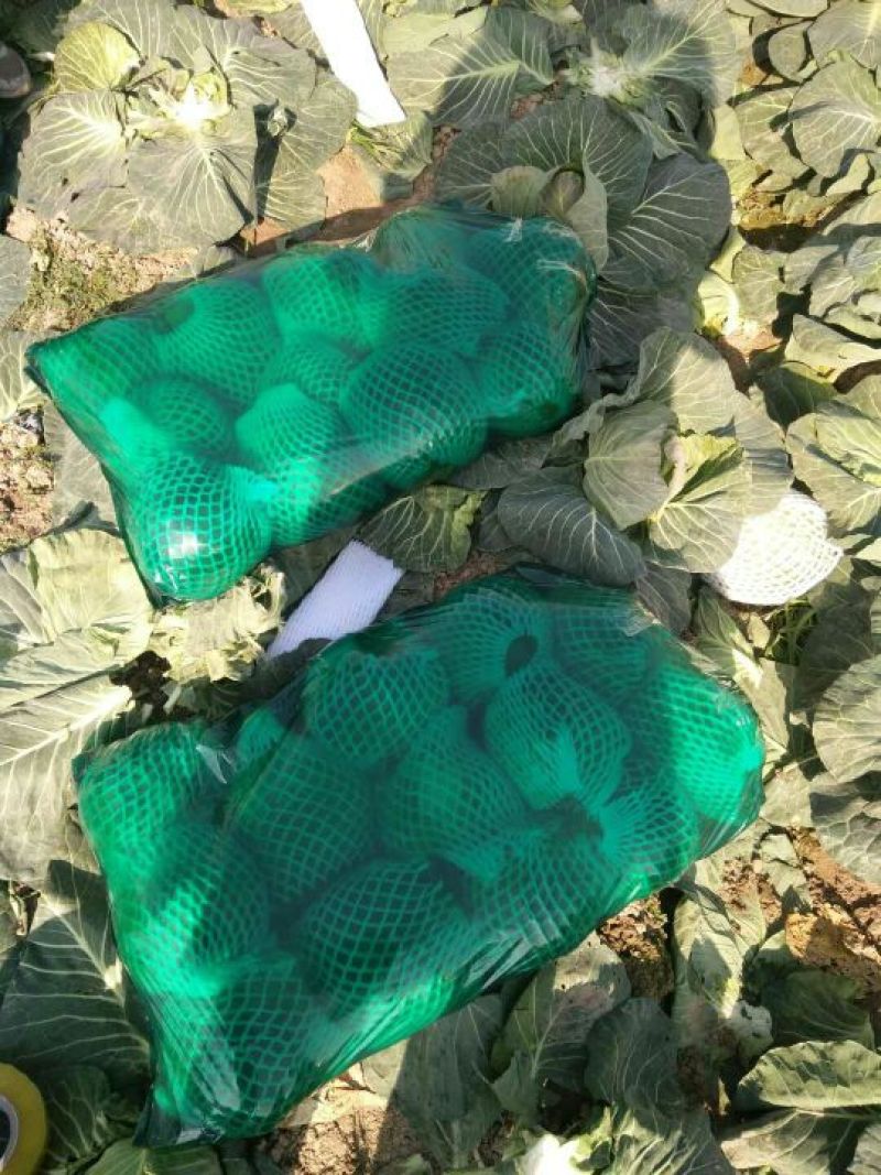 沛县惠之源菜业，常年供应绿甘蓝1~2公斤