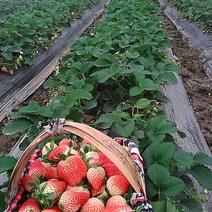 红颜草莓苗10~20cm