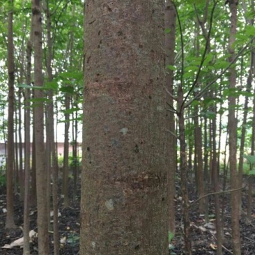 秋枫261~300cm