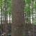 秋枫261~300cm