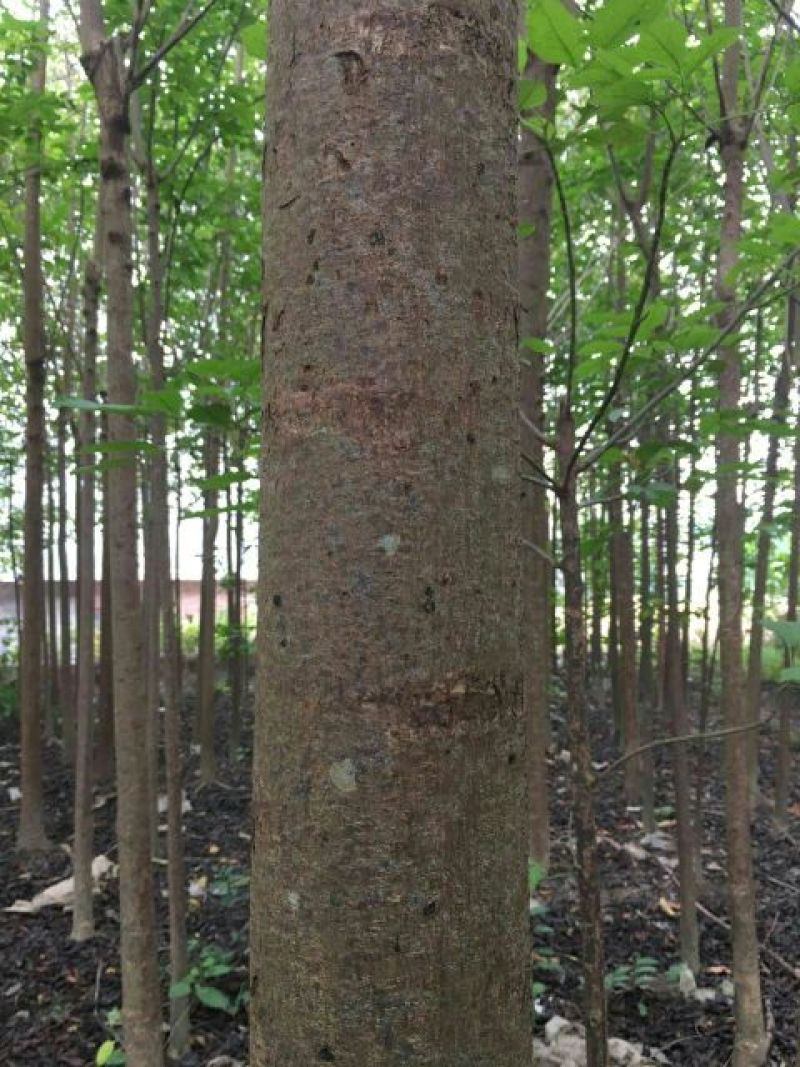 秋枫261~300cm