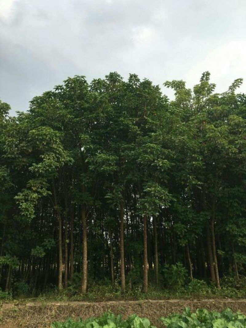 秋枫261~300cm
