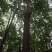 秋枫261~300cm