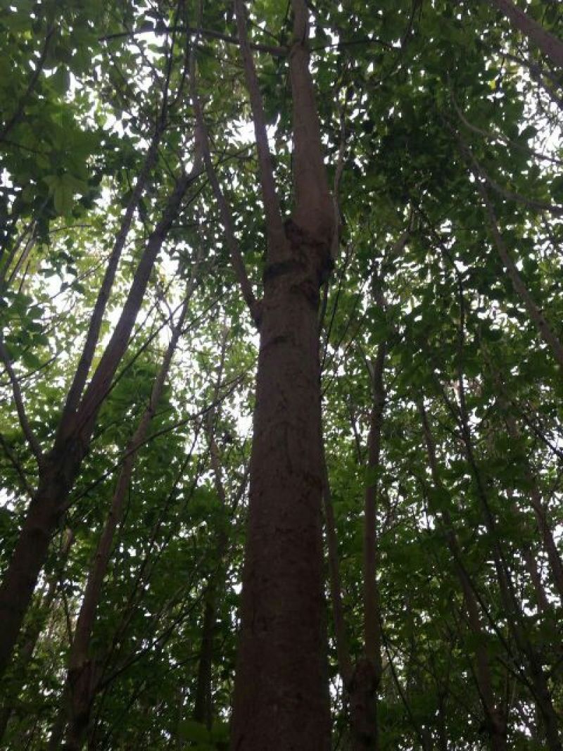 秋枫261~300cm
