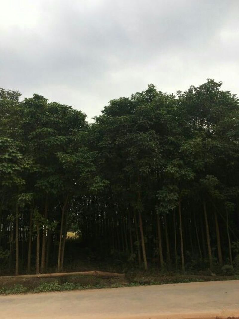 秋枫261~300cm