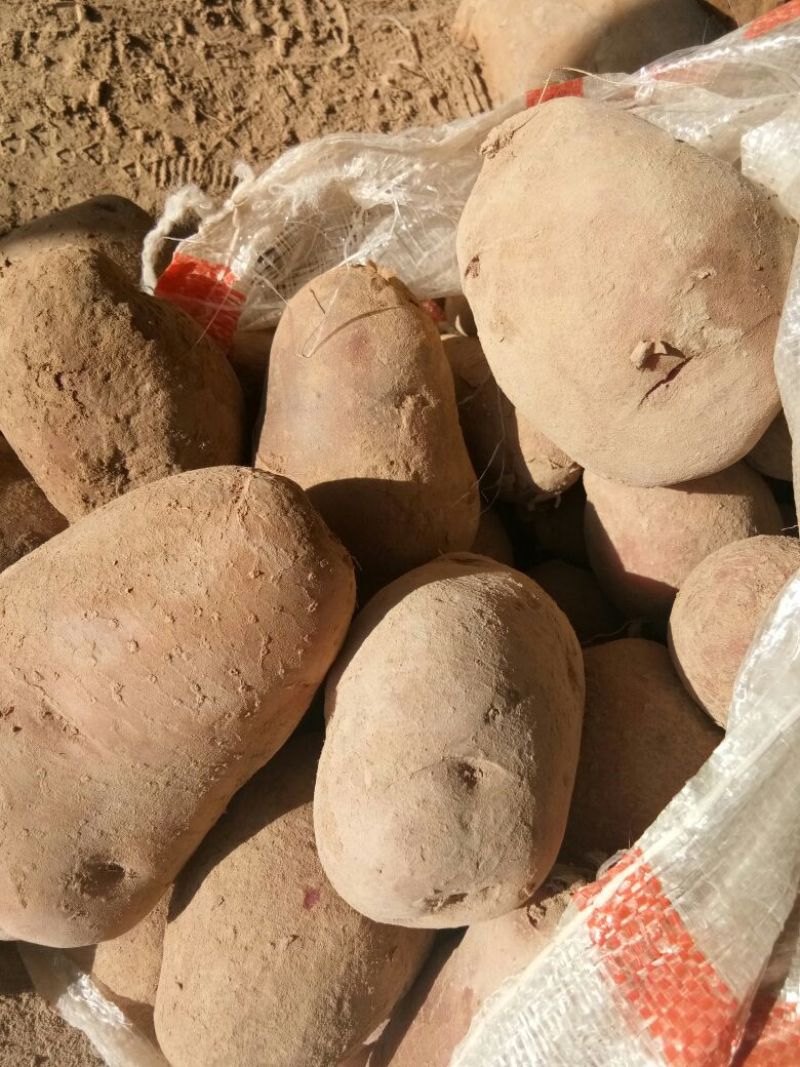 青薯9号土豆红皮黄心4两以上通货现货大量有货