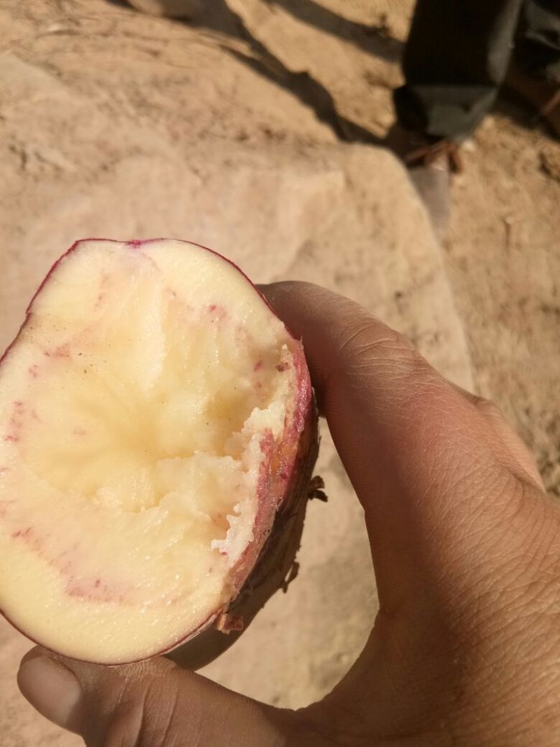 青薯9号土豆红皮黄心4两以上通货现货大量有货
