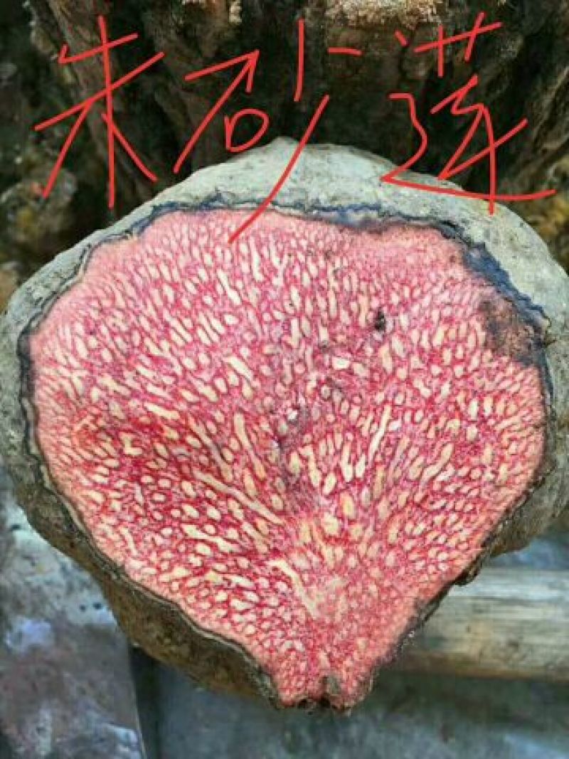 广西河池本地野生六万大石朱砂莲