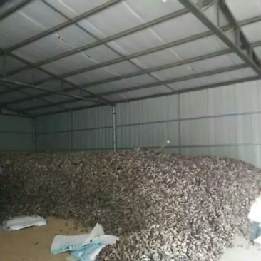 毛木耳一级来自江苏丰县