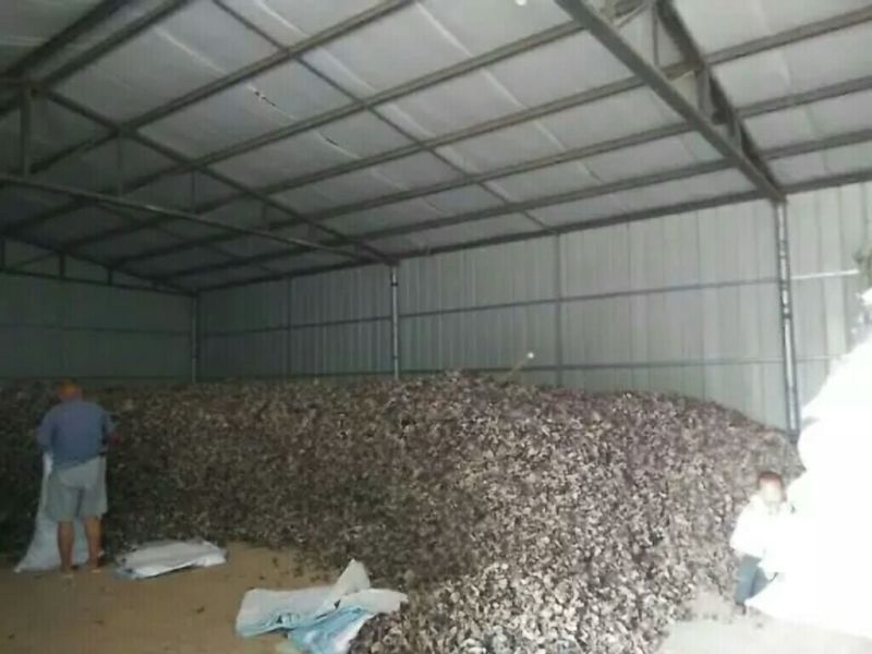 毛木耳一级来自江苏丰县