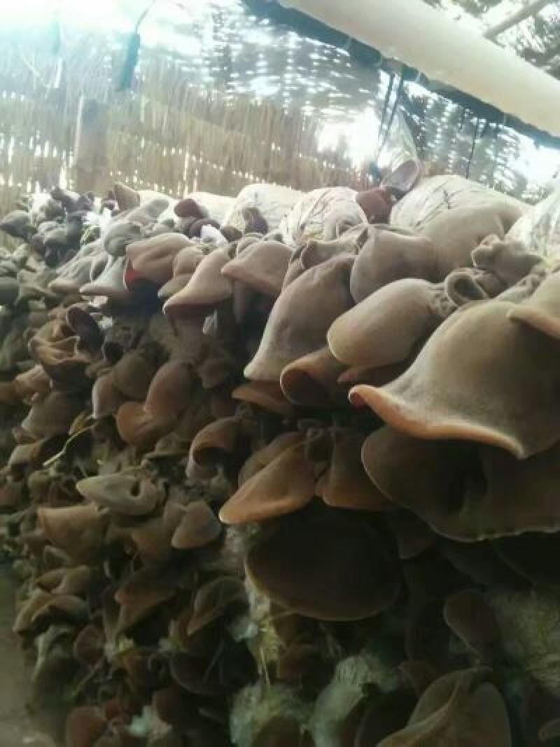 毛木耳一级来自江苏丰县
