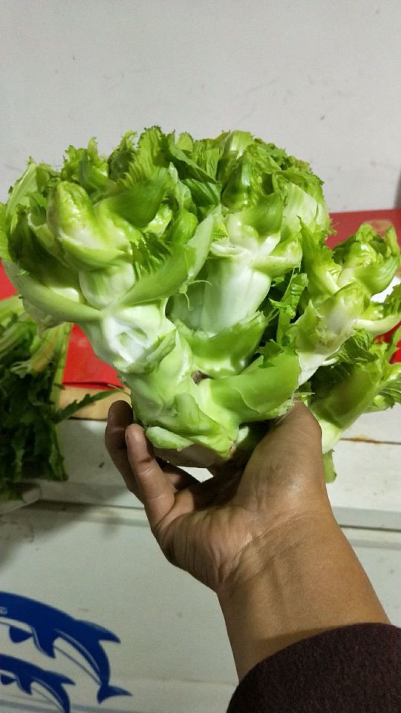 精品儿菜1.5斤以上出售