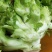精品儿菜1.5斤以上出售