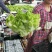 精品儿菜1.5斤以上出售