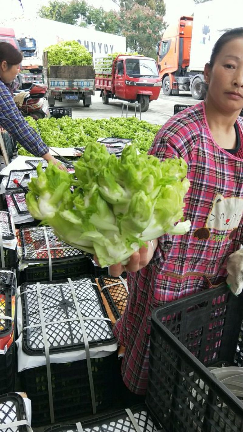 精品儿菜1.5斤以上出售