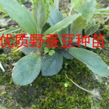 野蚕豆野蚕豆野生优质种苗