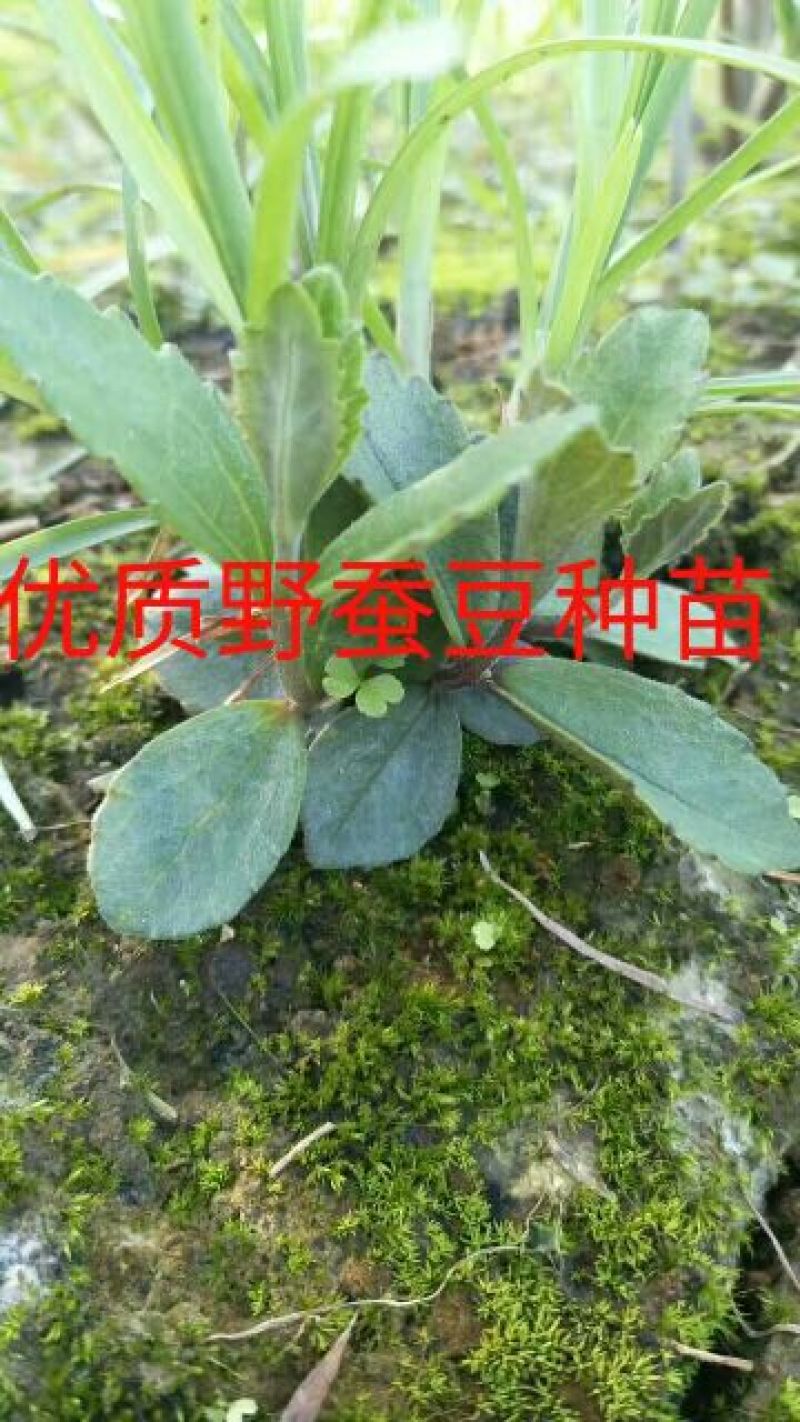 野蚕豆野蚕豆野生优质种苗