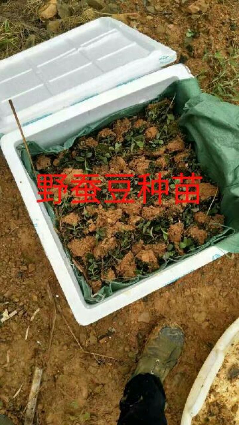 野蚕豆野蚕豆野生优质种苗