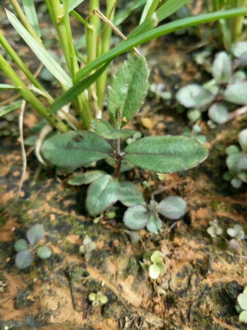 野蚕豆野蚕豆野生优质种苗