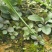 野蚕豆野蚕豆野生优质种苗