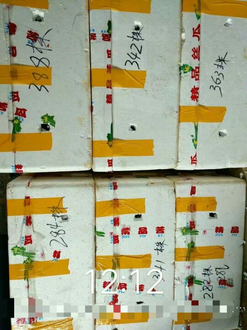 野蚕豆野蚕豆野生优质种苗