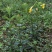 野蚕豆野蚕豆野生优质种苗