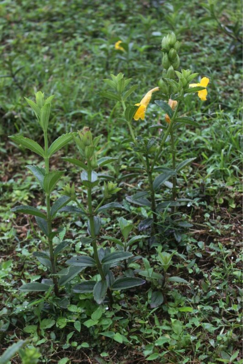 野蚕豆野蚕豆野生优质种苗